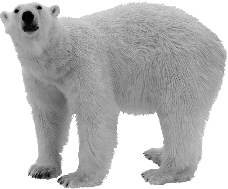 a standing polar bear