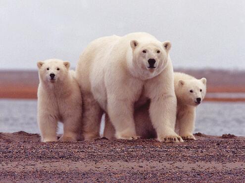 3 polar bears