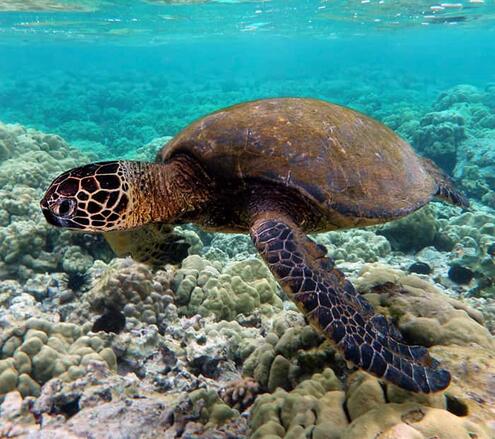 green sea turtle