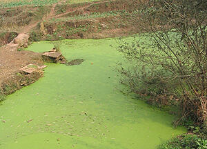 Algae bloom pond