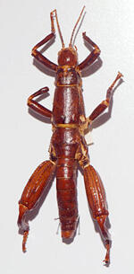 Lord Howe Island Stick-insect