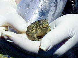 Wyoming Toad