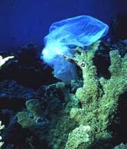 plastic bag stuck on a coral