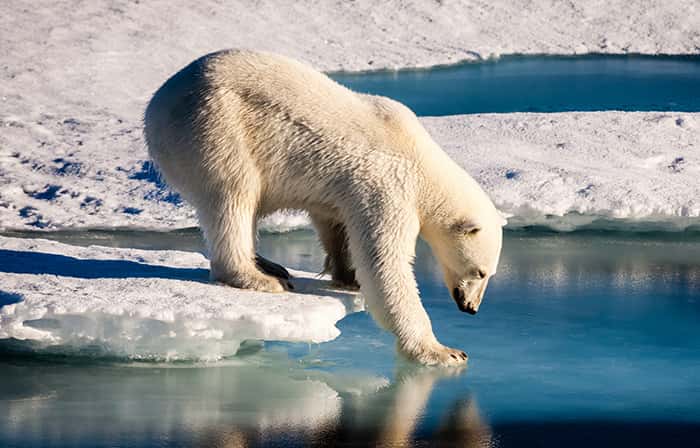 How Can We Save Polar Bears From Extiction? | Amnh