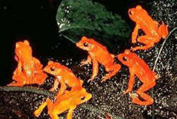 golden toads