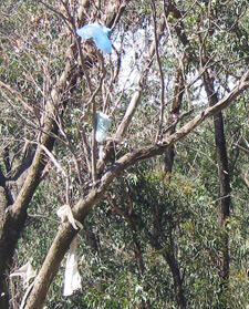 plastic bags caught on tree branches