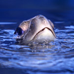 sea turtle poking its head out of water