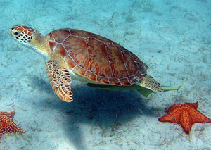 sea turtle