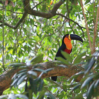 toucan bird