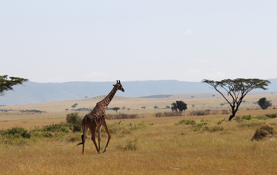 How can we save the savanna ecosystem? | AMNH