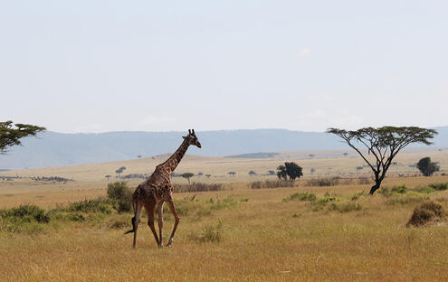 African savana