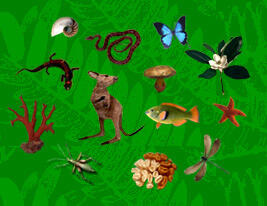 kangaroo, lizard, snake, butterfly, dragonfly, insect, fish, mushroom, coral and star fish