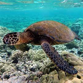 green sea turtle