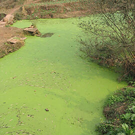 algae bloom pond