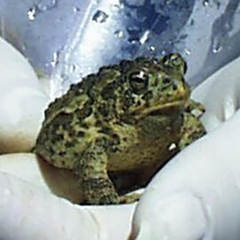 Wyoming Toad