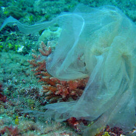 Plastic bag covering "suffocate" corals 