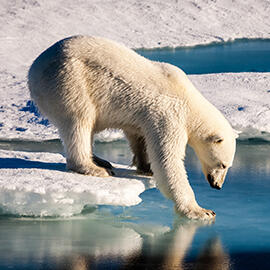 polar bear on ice floe