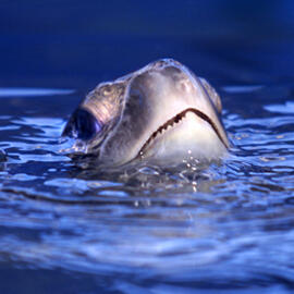 sea turtles head poking out of water