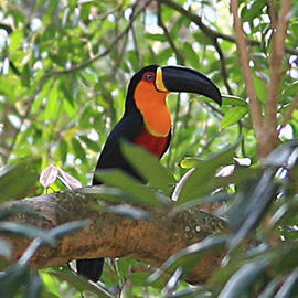 Toucan bird sitting on a tree