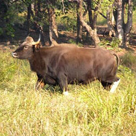 Gaur