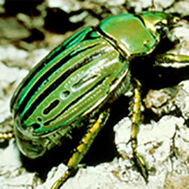 Dorsal view of a beetle crawling across rocky ground.