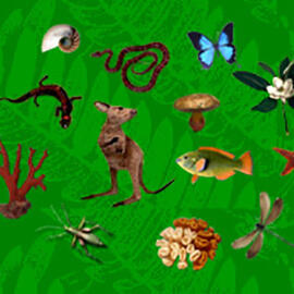 kangaroo, lizard, snake, butterfly, dragonfly, insect, fish, mushroom, coral and star fish