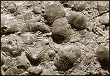 Close-up of brachiopod fossils, shaped like shells, encased in limestone.