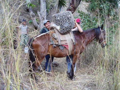 team loading pack of jade pieces onto a horse's back