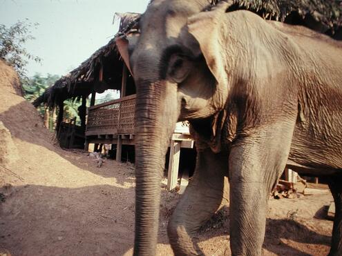 elephant that helped with transportation