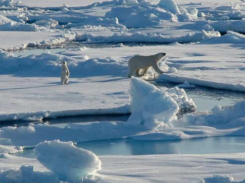 polar bears walking on ice floes