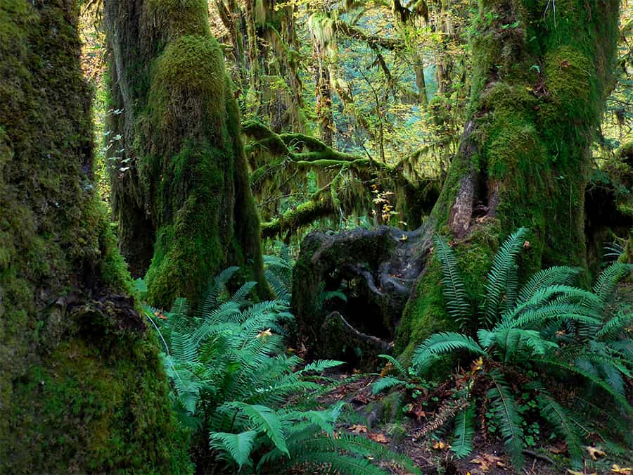 rainforest environment