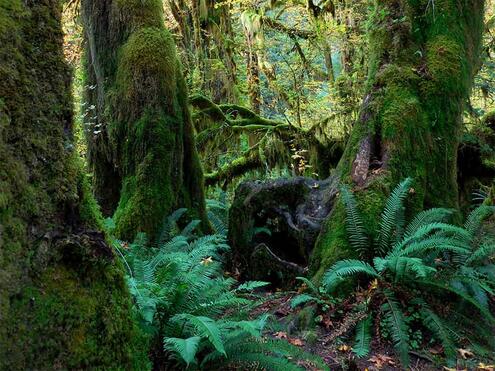 rainforest environment