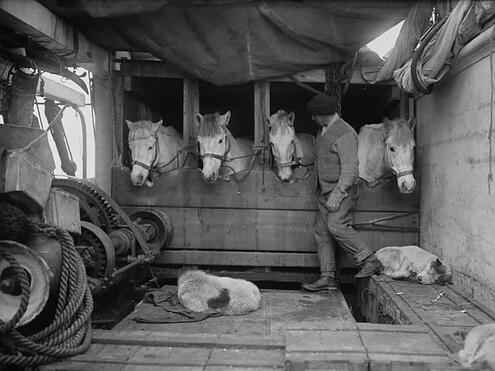 crew member checking on ponies in stall cabin of ship