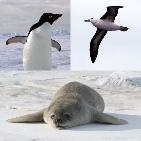 penguin, albatross, and seal pup