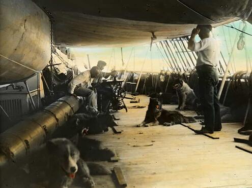 on deck of ship with some of the dogs on board lounging