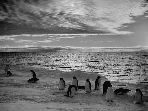 penguins on the shoreline during Summer in Antarctica