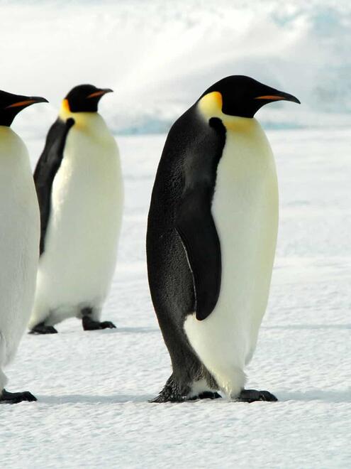 black and white emperor penguins walking on ice