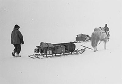 crew member walking behind pony-drawn sled