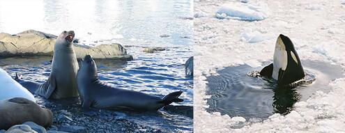 seals barking and another picture of whale with nose sticking out of break in the ice