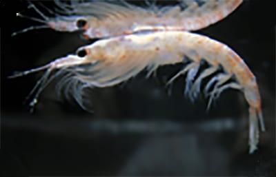 shrimp-like krill