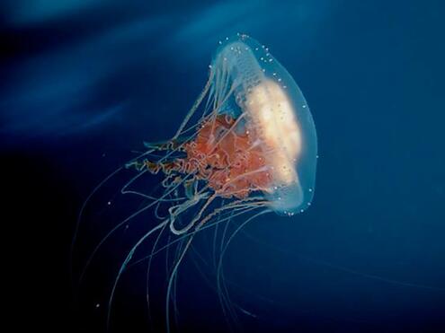 jellyfish floating underwater