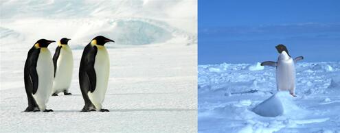 black and white penguins walking on ice and snow