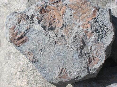 leaf prints in fossil rock