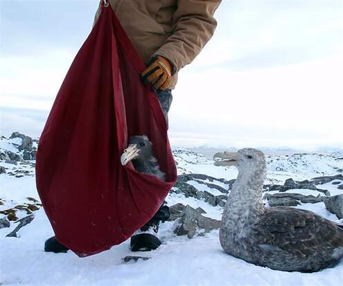 scientist weighing a giant petrel with one sitting nearby in snow as well