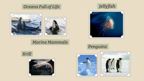 scrapbook page showing Antarctic animals like seals, jellyfish, krill, and penguins
