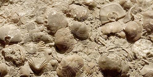 fossilized brachiopods in limestone rock