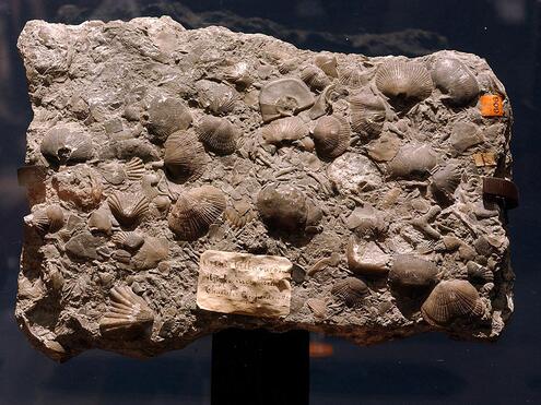 rock encrusted with many shell fossils