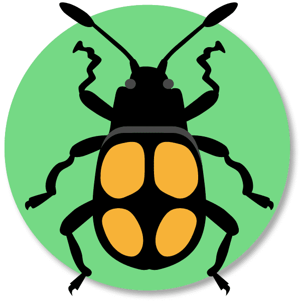 black and yellow beetle