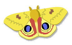 yellow io moth