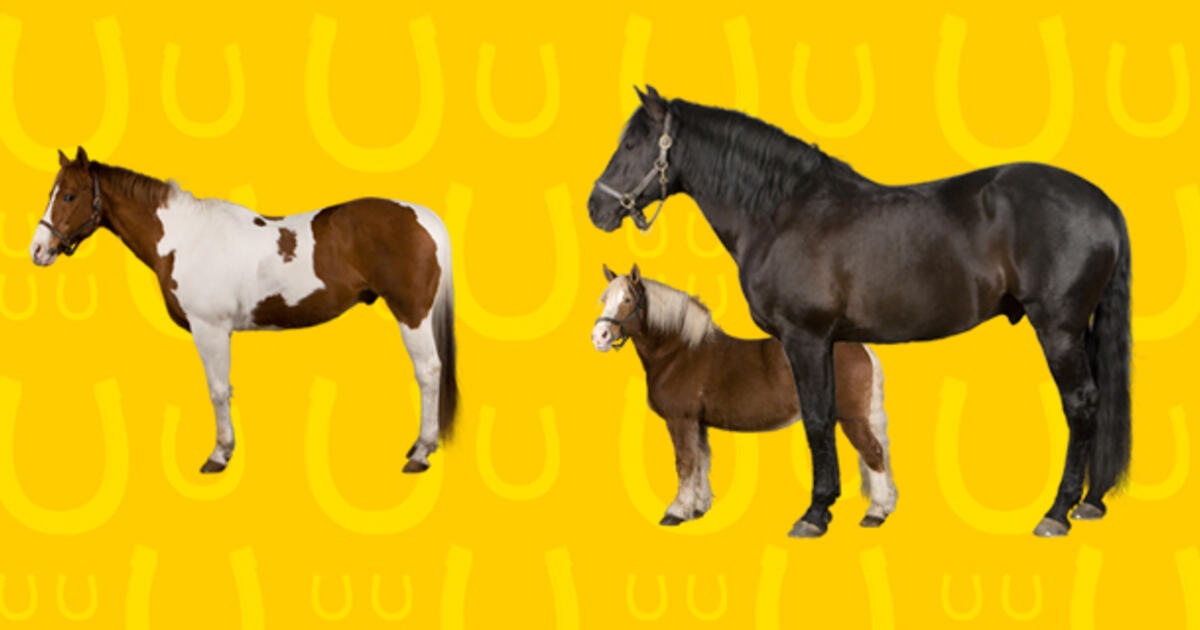 Explore 18 Breeds of Horses | AMNH
